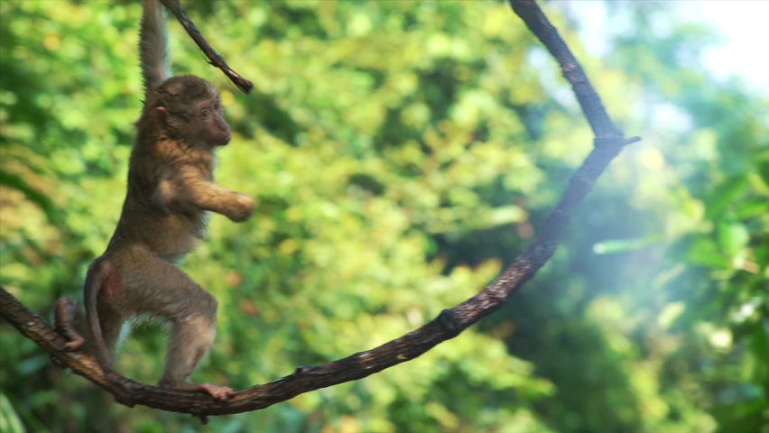 Portrait of cute monkey on branch looking at camera. Pretty wet ape fooling around on tree limbs. Funny scene of wildlife in exotic forest. Royalty-Free Stock Footage #1060542208