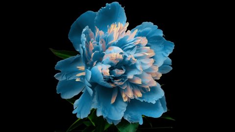 Beautiful blue Peony background. Blooming peony flower open, time lapse 4K UHD video timelapse