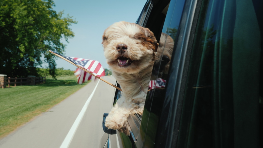 A dog with an owner travels around America, looks out of the window with the flag of the USA | Shutterstock HD Video #1060545415