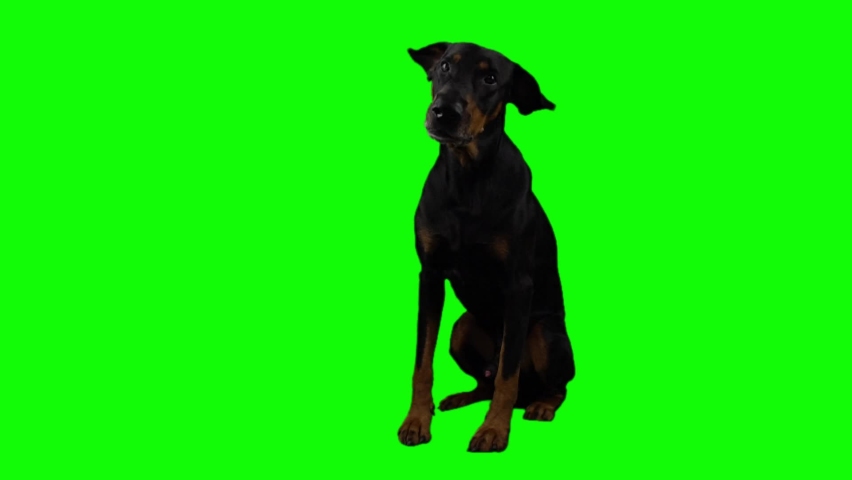 Big black Doberman Pinscher barks sitting full length on a green background. A trained guard dog that guards its territory and gives voice. Pet isolated on a chromakey and ready to replace background. Royalty-Free Stock Footage #1060545520