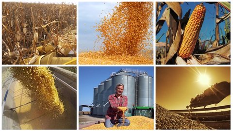 Corn Harvest Conceptual Multi Screen Video Montage of Clips Showing Harvesting and Storage of Grain Corn. Happy Farmer Showing Freshly Harvested Corn Maize Grains Against Grain Silo.