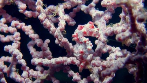 
Pink Pygmy Seahorse (Hippocampus bargibanti) on Gorgonian Sea Fan - Macro Shot - Philippines