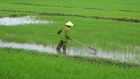 Hoi An, Vietnam - June 29, 2020 : Vietnamese old man working in a green rice field in the evening near Hoi An, Vietnam