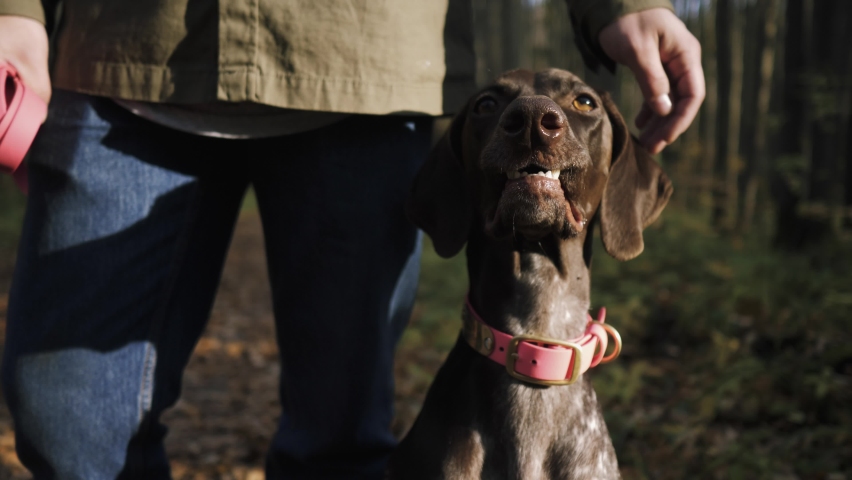 Close-up dog Kurtzhaar pointer sitting beside its master in the forest. A man stroking his dog's voice in the woods, close-up Royalty-Free Stock Footage #1060555786