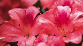 Beautiful pink flowers filmed in close up