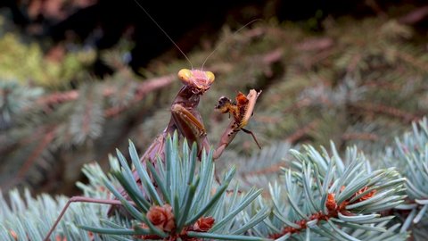 The predatory mantis has caught and is eating a fly. The European mantis (Mantis religiosa). 