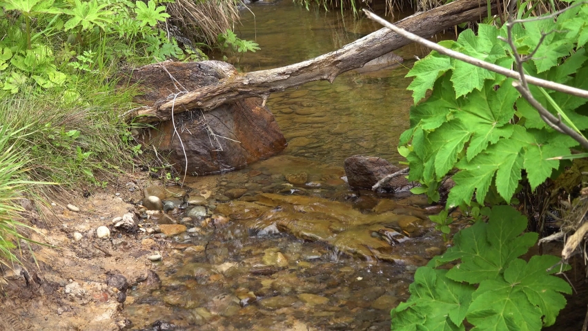 Coast of the Pacific Ocean, ocean waves. Olympic National Park, United States, Washington