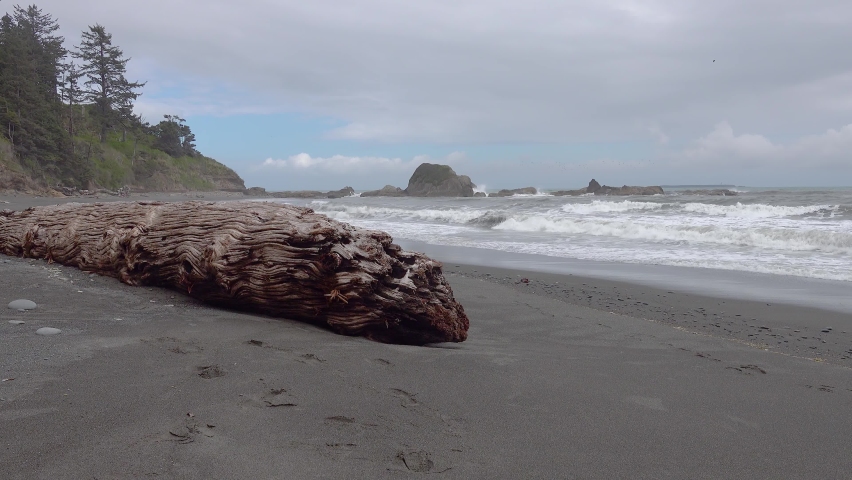 Pacific Coast with trunks of trees on a wide beach with black sand, Olympic National Park, USA, Washington