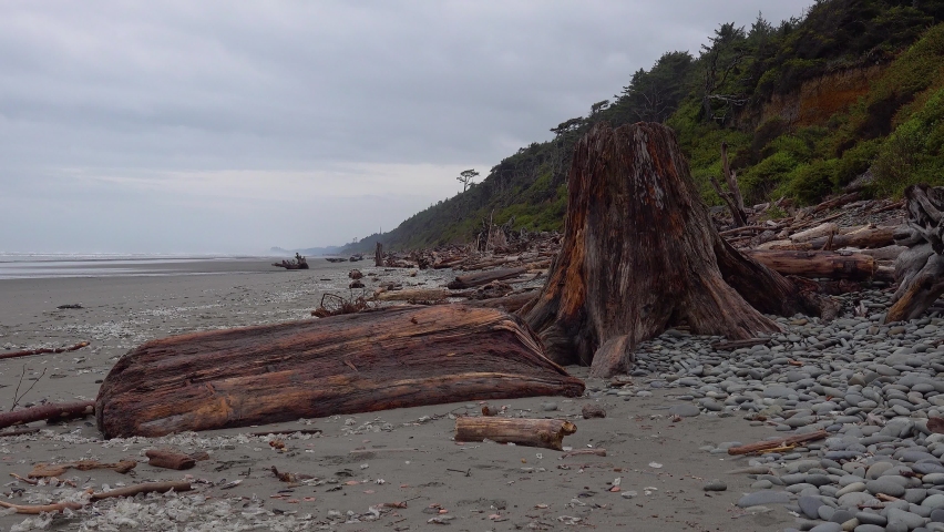 Pacific Coast with trunks of trees on a wide beach with black sand, Olympic National Park, USA, Washington