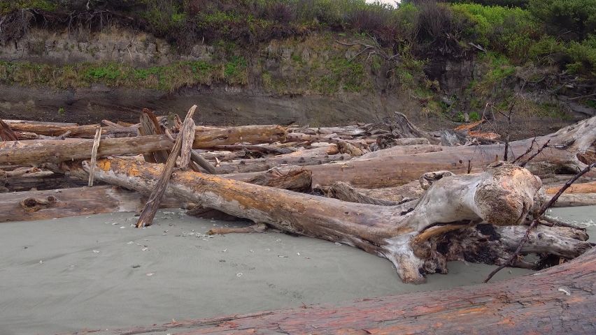 Pacific Coast with trunks of trees on a wide beach with black sand, Olympic National Park, USA, Washington