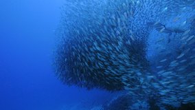 Blue Runner in bait ball / school of fish in turquoise water of coral reef in Caribbean Sea / Curacao - Powered by Shutterstock - Get 15% off with code: PIKWIZARD15