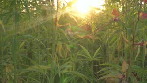 Big cannabis farm at sunrise