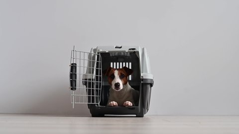Jack Russell Terrier comes in a box for travel. Obedient dog in carry for safe transport
