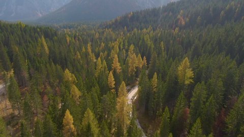 DRONE: Scenic aerial view of an empty gravel road running through a larch tree forest in the gorgeous Dolomites. Flying over the beautiful woods in the Italian countryside changing colors in autumn.