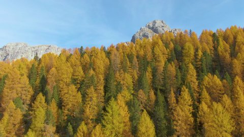 AERIAL: Flying toward a rocky peak in the Dolomites towering above the autumn colored woods. Drone shot of a colorful larch tree forest covering the hills leading up to mountaintop in the Italian Alps