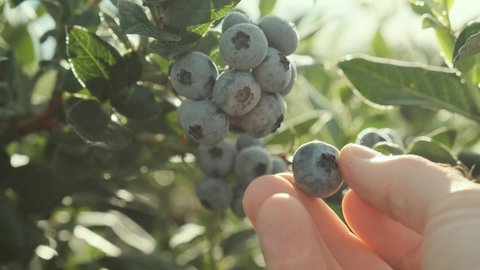 Female hand picks blueberries against the sunset. Fresh and ripe organic blueberries grow in a garden on a summer day. Blueberry crop before harvest. Close up 4k