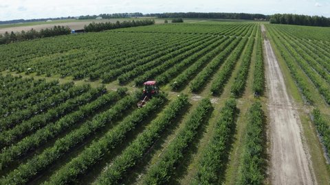 Tractor rides along green raws of blueberry field on blueberry plantation. Removal of weeds by agricultural machinery. Summer harvest time. Aerial footage 4k