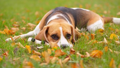 Dog recreate after active games, lie on grass with head down. Beagle rest but look around with smart eyes, will be ready to play soon. Close portrait shot of adorable pet