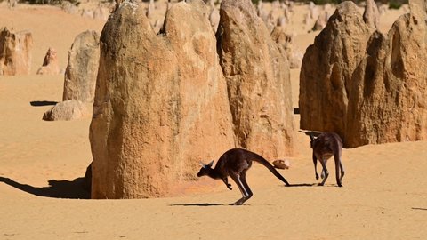 Two western grey kangaroos hopping in the Pinnacles Desert near Cervantes in Western Australia.