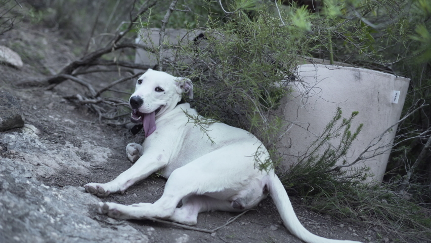 A Stray White Dog Lying Down At The Ground With Tongue Out While Wagging His Tail During Daytime. - Close Up Shot
