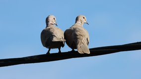 Two eurasian collared-dove (Streptopelia decaocto) on a power line