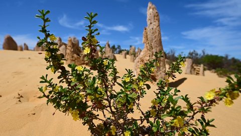 Yellow Wildflowers plant blooming in the Pinnacles desert near Cervantes in Western Australia.