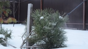 young woman cares for tree in winter yard, spraying spruce with liquid fertilizers or protective chemicals pesticides from insects, stock video footage in real time
