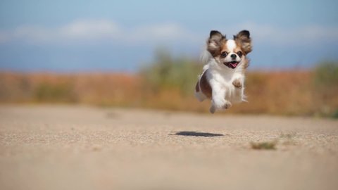 one funny active small healthy chihuahua pet dog running on asphalt road during outdoors leisure sport activity