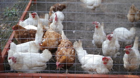 Chicken farm. Domestic birds. Feeding chickens. Funny animals. Birds in cage. Ahimal farm. Head of a chicken. White chicken. Brown hen. Bird feather. Sunny day. Metal cage. Chicken eating seeds. 