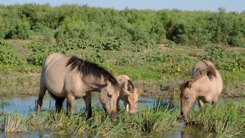 Slow motion, Two wild horses with a foal grazes in a green meadow near the river. Wild Konik or Polish primitive horse. Ermakov island, Danube Biosphere Reserve in Danube delta, Ukraine