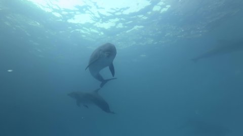 Group of Bottlenose Dolphins swims in the blue water