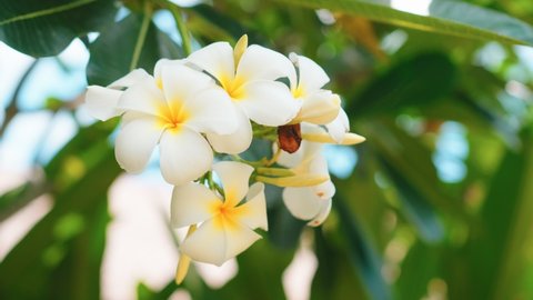 Close up of white frangipani plumeria flowers blossoms in green garden, camera movement in 4K slow motion