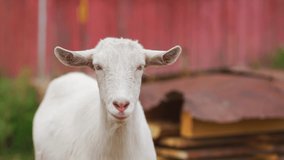 Closeup view 4k video portrait of cute white domestic goat looking at camera calmly