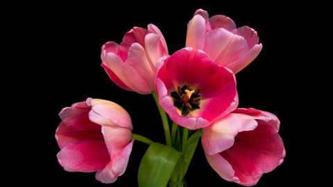 BeautifulTulip Flower background. Blooming roses flower open, time lapse, close-up. Wedding backdrop, Valentine's Day concept. Bouquet on black backdrop, closeup.