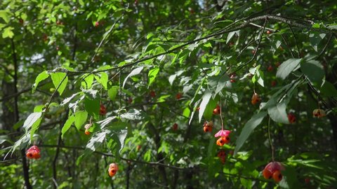 Euonymus verrucosa bush (Wahoo) with bright fruits on autumn.