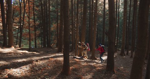Cheerful Caucasian couple of man and woman hiking in golden autumn forest with backpacks and trekking poles. Male and female walking in park between trees. Trekking concept Travelers climbing mountain 스톡 비디오