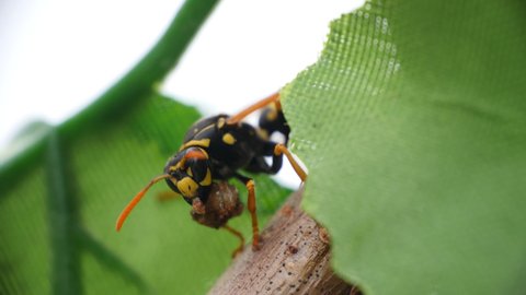 European  Black Yellow Wasp Insect Holding In Jaws Mud Material For Nest Moving Antennas Closeup Macro Video