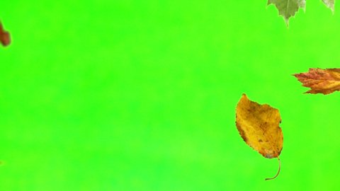 Autumn maple leaves falling on green chromakey background. Super slow motion, 1000 fps.