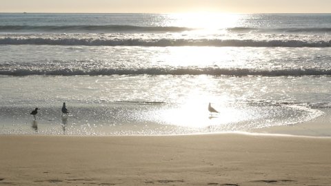 California summertime beach aesthetic, sea gull and pacific ocean water waves. Dreamlike tranquil natural background. Atmospheric seascape and seabird. United states summer coast, selective focus.