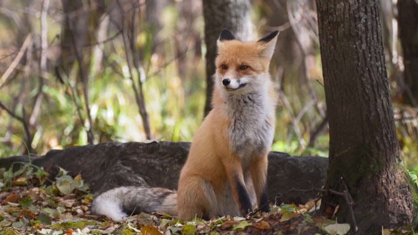 Red Fox In The Green Forest | Shutterstock HD Video #1060590871