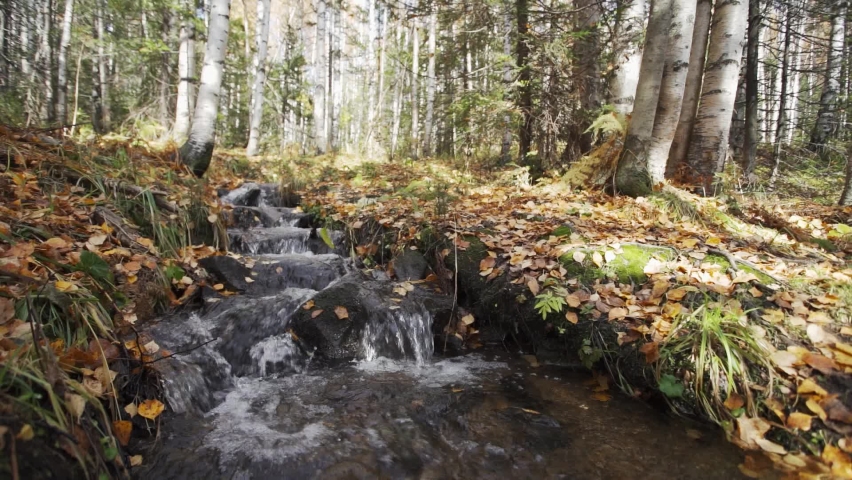 Cold creek water in autumn forest.