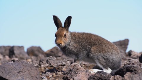 European cute hare sitting on a natural stone, Lepus europaeus