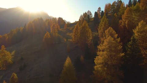 AERIAL, LENS FLARE: Flying over empty clearings in larch forests on a sunny autumn evening in the Italian Alps. Gorgeous drone shot of pastures and fall colored forests in the Dolomites at sunset.