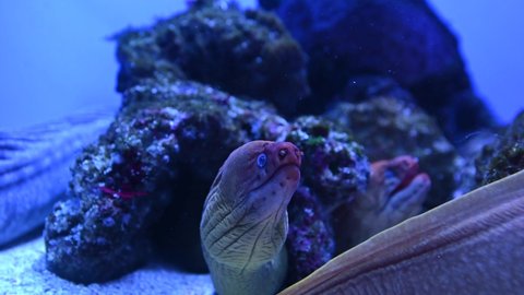 A Moray eel fish resting beside a rock underwater in Ningaloo reef in Western Australia