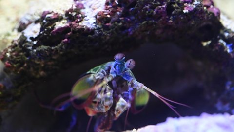 Mantis shrimps stomatopods hiding inside a rock underwater. 