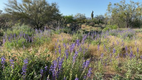 Walking between Lupine flowers at the Southern Arizona desert landscape. Slider right to left