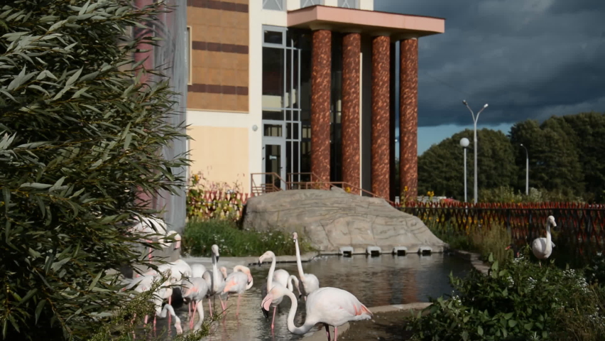 Pink flamingos in the park hd