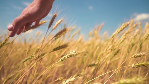 A hand touches the ears of wheat. The Man Gently and Gently Runs His Hand over the Tops of Wheat. Wheat Ears Close-up. The concept of the Unity of Man with Nature.
