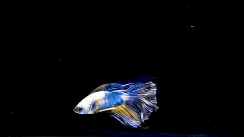Colourful Betta fish,Siamese fighting fish in slowmotion movement isolated on black background. Capture the moving moment of colourful siamese fighting fish isolated on black background,