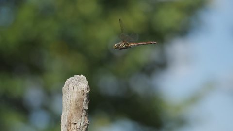 A dragonfly flies and perches at the tip of the wooden stick. Slow motion. Blurred background of leaves swaying in the wind. Daytime on a sunny day. Autumn season in Japan